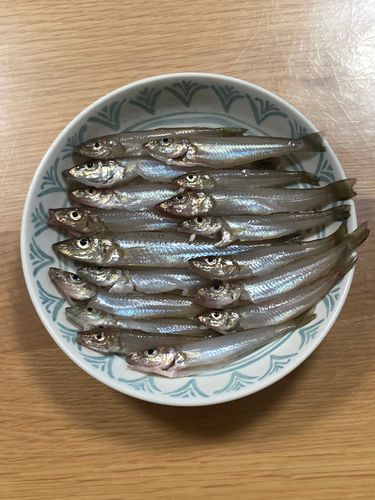 シロギスの釣果