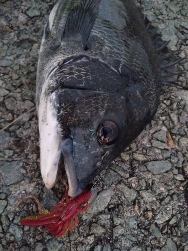 クロダイの釣果