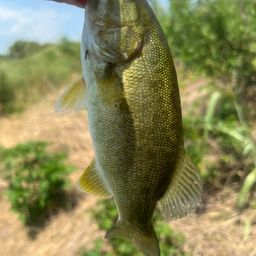 スモールマウスバス