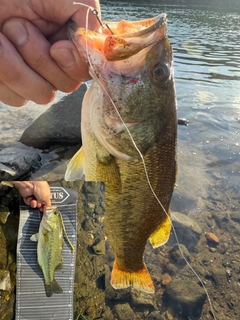 ブラックバスの釣果