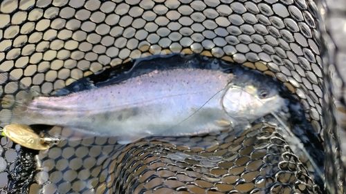 ニジマスの釣果