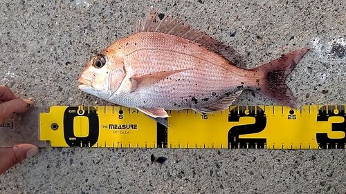 シロギスの釣果