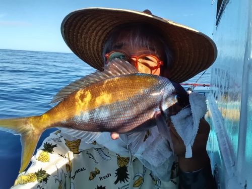ウメイロの釣果