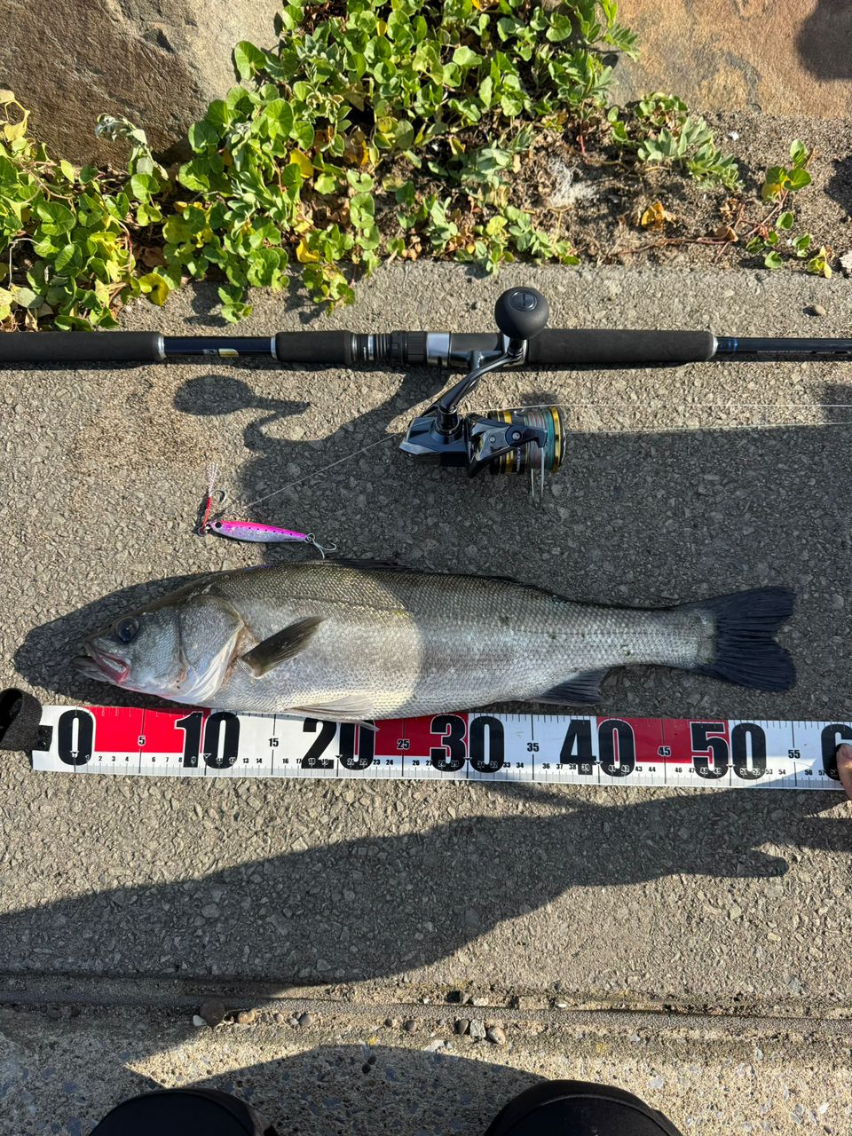 フッコ（マルスズキ）