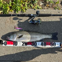 フッコ（マルスズキ）