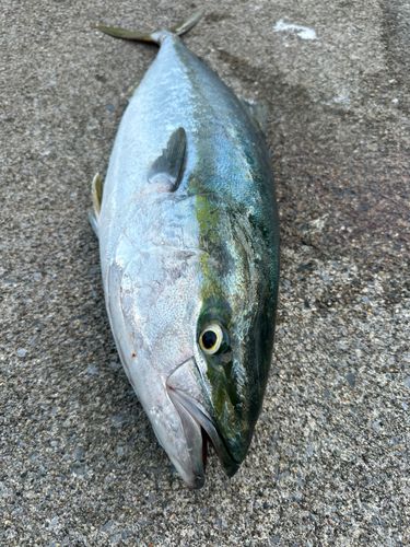 ブリの釣果