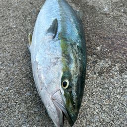 ブリ