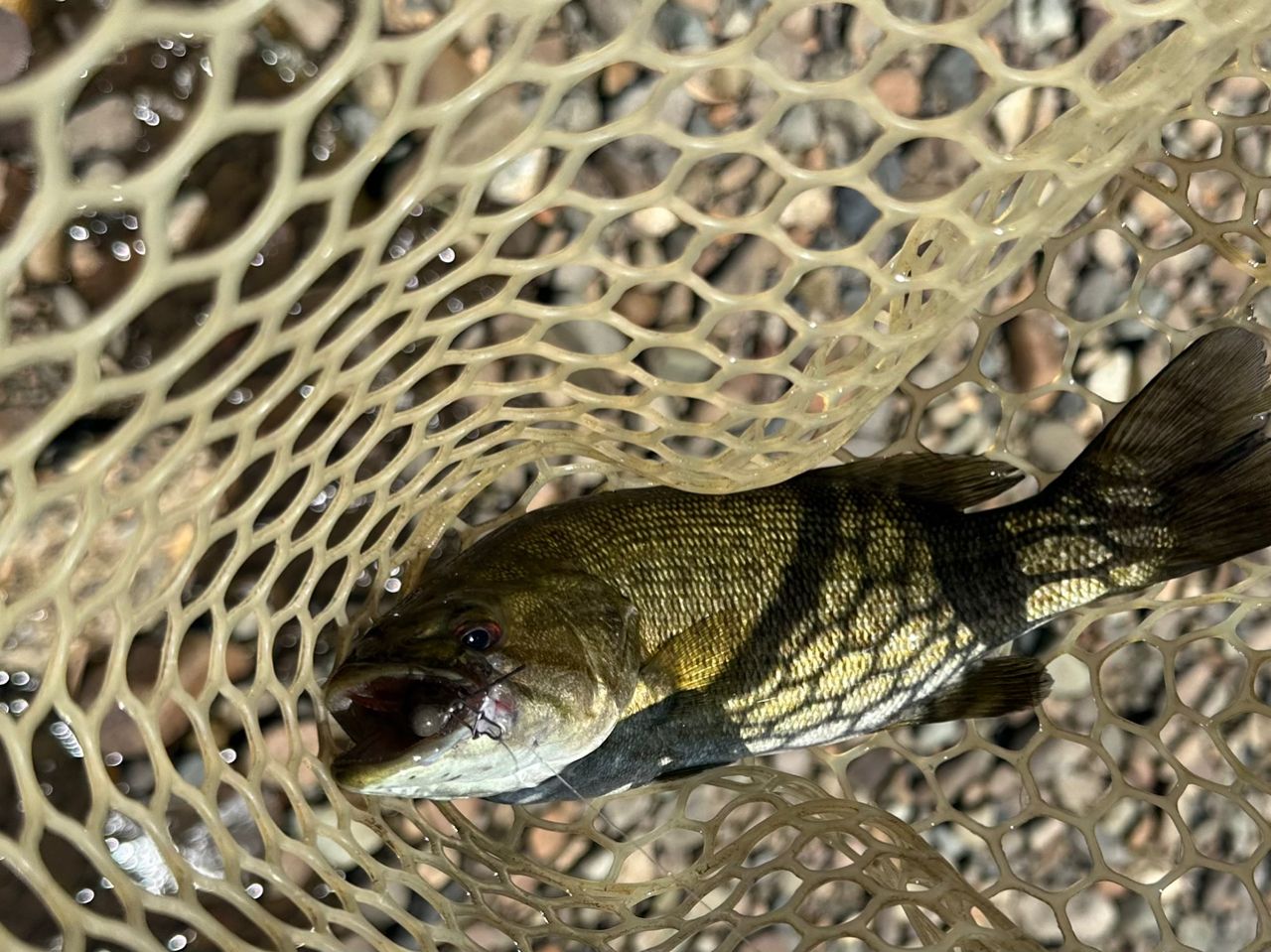 スモールマウスバス