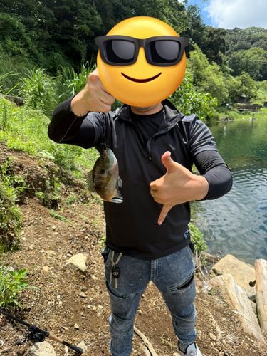 ブルーギルの釣果