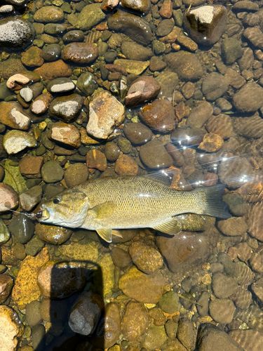 スモールマウスバスの釣果