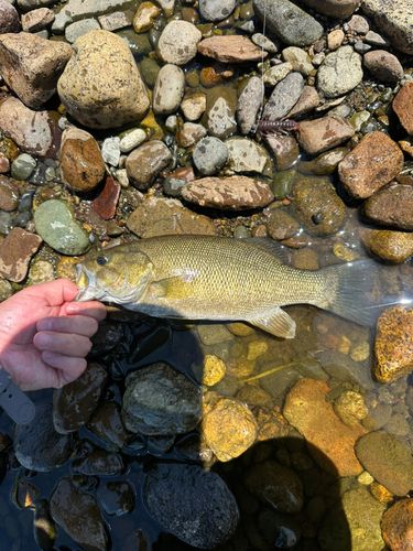 スモールマウスバスの釣果