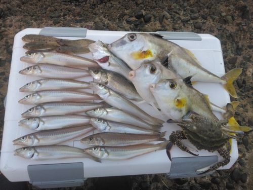 キスの釣果