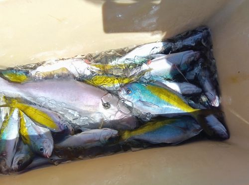 ウメイロの釣果