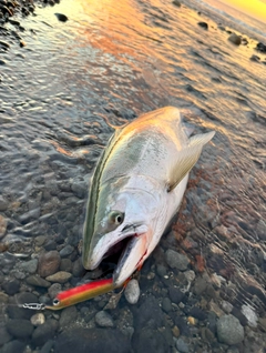 サクラマスの釣果