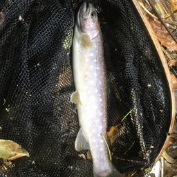 アメマス