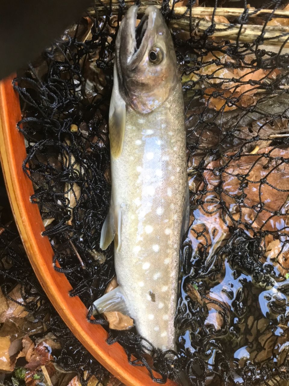 アメマス