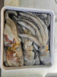 マダコの釣果