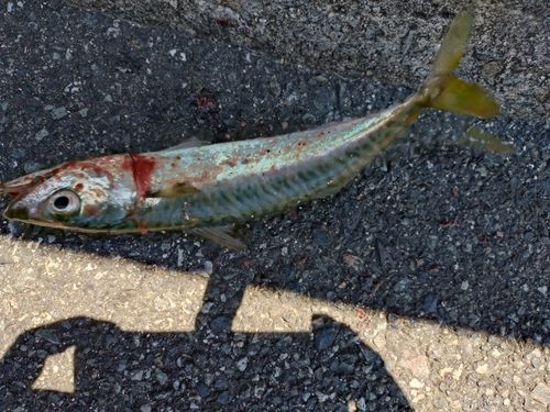 サバの釣果