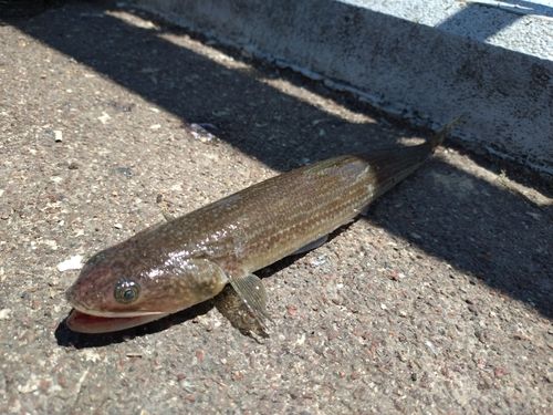 エソの釣果