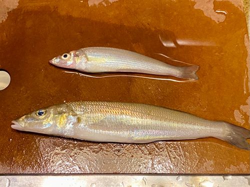 キスの釣果