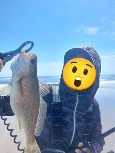 イシモチの釣果