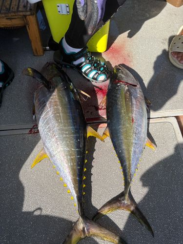 キハダマグロの釣果