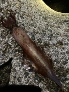 ケンサキイカの釣果