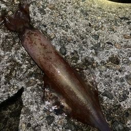 ケンサキイカ