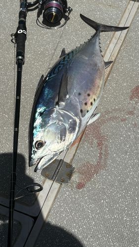 スマガツオの釣果