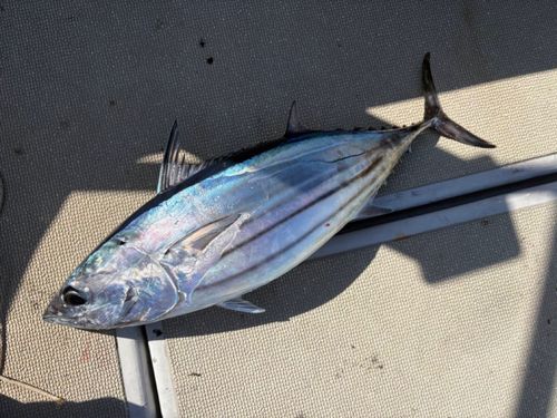 カツオの釣果