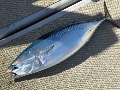 ヒラソウダの釣果