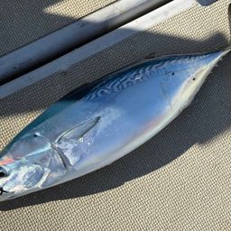 ヒラソウダ