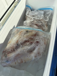ケンサキイカの釣果