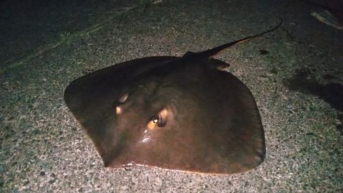 アカエイの釣果