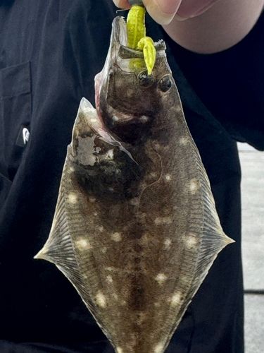 ソゲの釣果