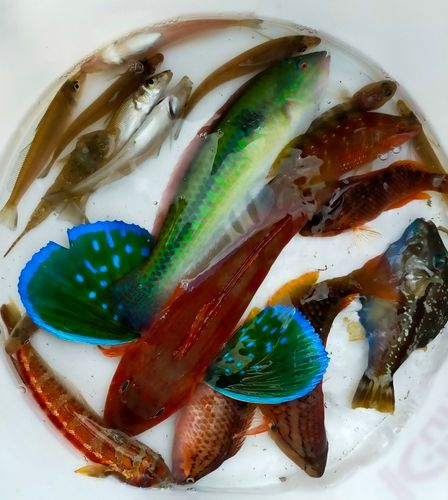 キスの釣果