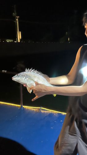 キチヌの釣果