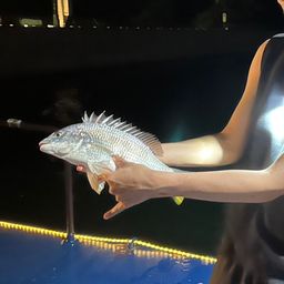 キチヌ