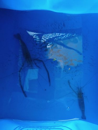 テナガエビの釣果