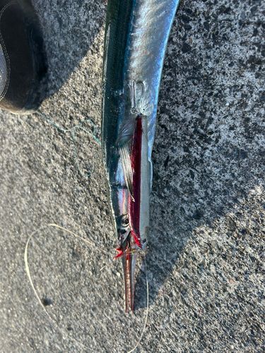 ダツの釣果