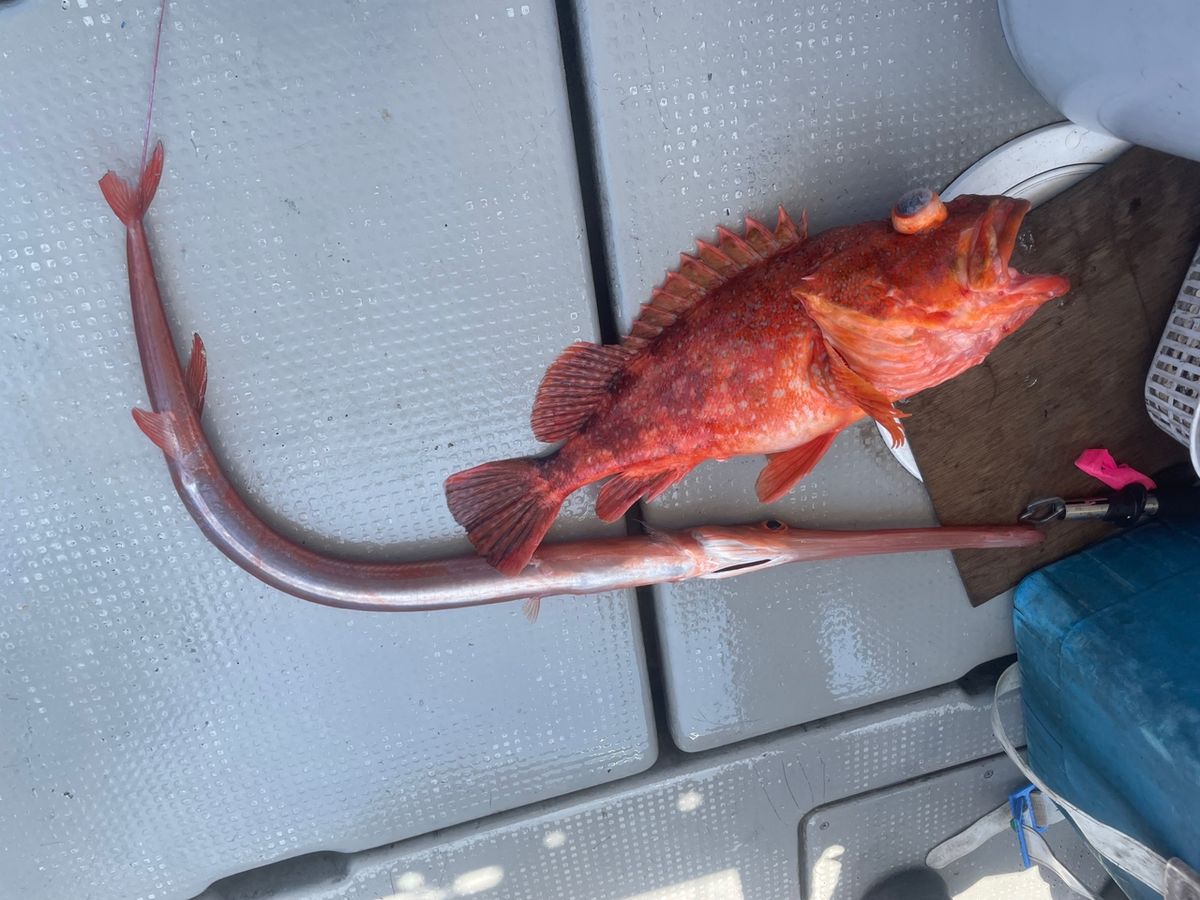 田畑良朗@なつき丸さんの釣果 2枚目の画像