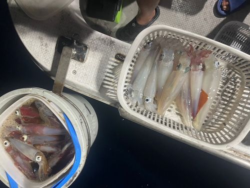 アカイカの釣果