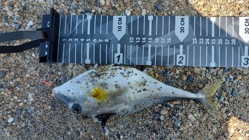 ギマの釣果