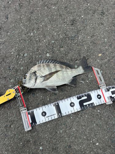 クロダイの釣果