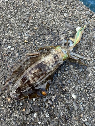 アオリイカの釣果