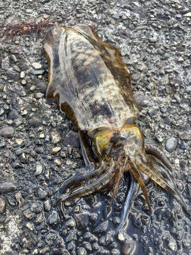 アオリイカの釣果