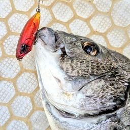 クロダイ