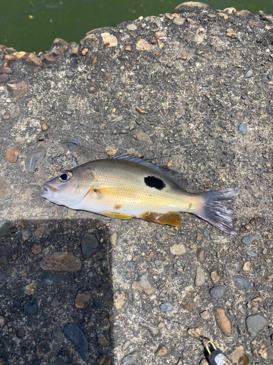 クロホシフエダイ