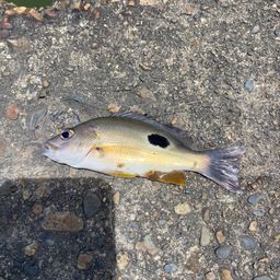 クロホシフエダイ