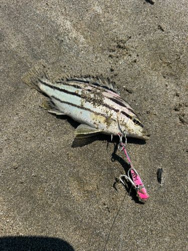 シマイサキの釣果